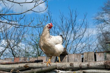 Domestic chickens in the fresh air. Rural circumstances.