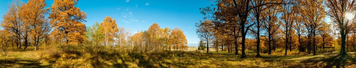 Fototapeta premium Panorama of autumn tree on a large lawn.