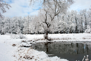 Fototapeta na wymiar Winter forest near the lake. Sunny and snowy day.