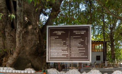 Uzbekistan, in the village of Sayrob, explanatory board for under earth cave inside a very old plane tree.