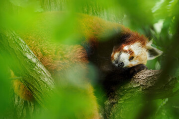 Red panda sleeping on oak branches.