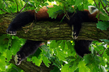 Red panda sleeping on oak branches.