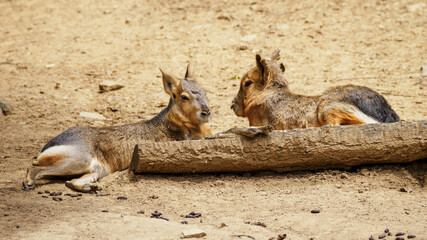 Patagonia mara - two lie behind the trunk.