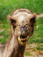 Fototapeta premium Portrait of an adult brown camel outdoors.