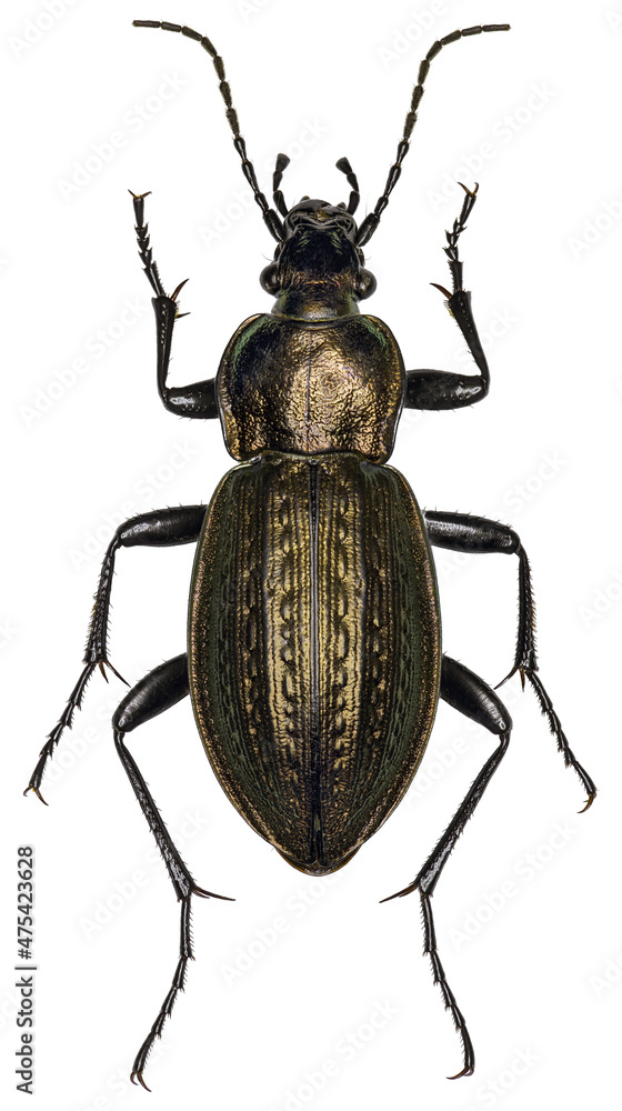 Sticker carabus arvensis or arscensis beetle specimen