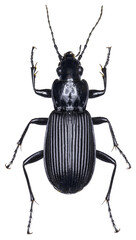 Pterostichus niger beetle specimen