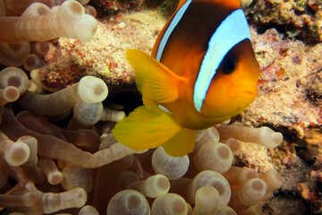 Naklejka na ściany i meble Anemone fish in aquarium