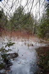 a semi frozen pond in the forest