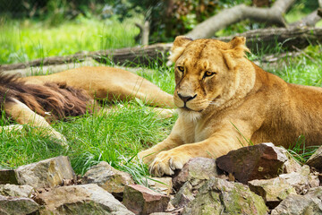 Naklejka na ściany i meble The lioness is resting and lying outside.