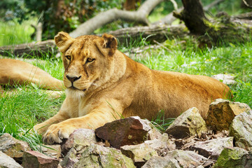 Fototapeta na wymiar The lioness is resting and lying outside.