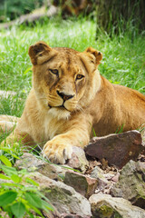 The lioness is resting and lying outside.