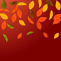 Falling autumn leaves. Red, yellow, green, brown n