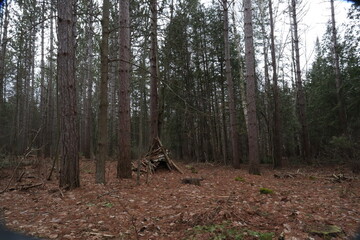 Animal house in the forest
