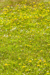 Sweden, Faro Island, Fifang, spring flowers