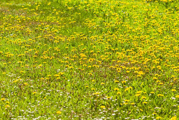 Sweden, Faro Island, Fifang, spring flowers