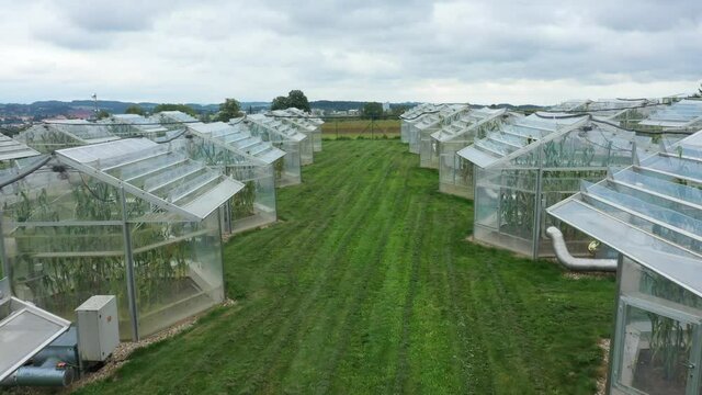 Greenhouse science research open top chambers climate change, corn maize Zea mays ear, drone aerial, scientific on genetics and genes, modern greenhouses observation, scientist harvests, technology
