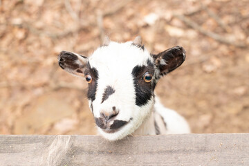 little spotted goat on a blurred background
