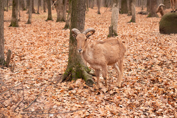 Capricorn. Animal mountain goat in the forest
