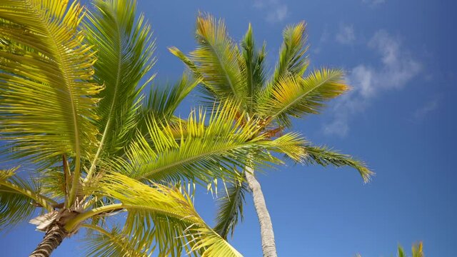 View from below on the top of the palm trees. Green leaves on the background of clear blue sky. Vacation on the beach of the Caribbean