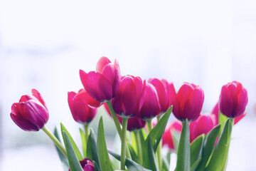 Ramo de Tulipanes Rosados en Primer Plano