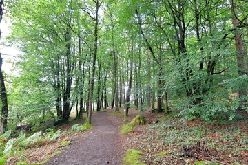 Beautiful view on the Guerledan lake in Brittany. France