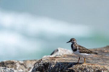 Small Seagull staring at the ocean