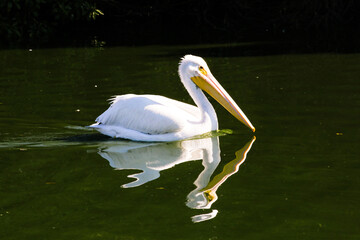 Pelican on Water