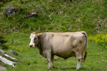 Fototapeta premium une vache laitière dans un un champs en montagne en été dans les Alpes Suisse