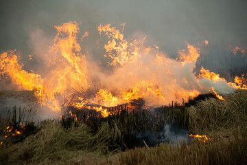 Fototapeta premium Burning fire and smoke in fields, open fields, where farmers burn for Destroys grass and dry paddy fields. causing environmental problems and Air pollution..
