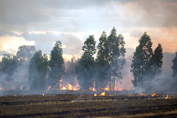 Burning fire and smoke in fields, open fields, where farmers burn for Destroys grass and dry paddy fields. causing environmental problems and Air pollution..