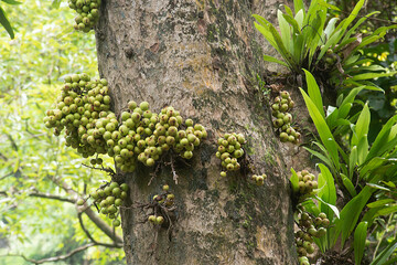 Fig fruit Ficus Racemosa, which grows in nature. This type of tree can be found in the forests of Thailand everywhere. Red and green Thai fruit figs..