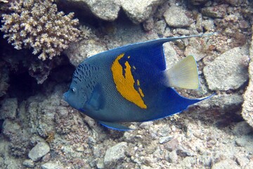 Fototapeta na wymiar emperor fish in aquarium