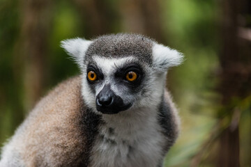 Selective focus of a lemur © Ethan Brown/Wirestock