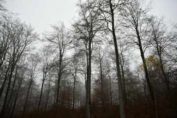 Fototapeta na wymiar Bäume im herbstlichen Nebelwald