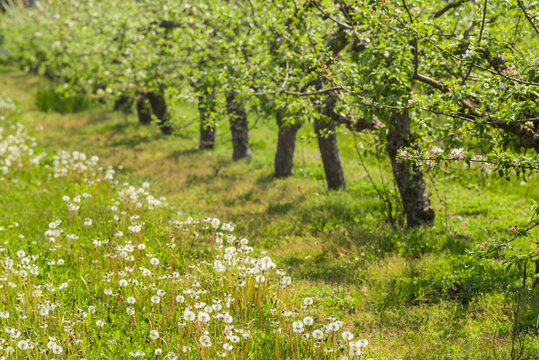 Southern Sweden, Kivik, Sweden's apple capital, apple orchard in springtime
