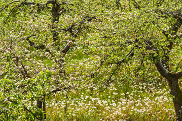 Fototapeta premium Southern Sweden, Kivik, Sweden's apple capital, apple orchard in springtime