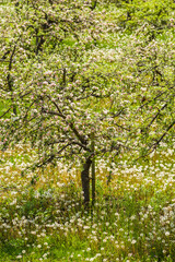 Fototapeta na wymiar Southern Sweden, Kivik, Sweden's apple capital, apple orchard in springtime