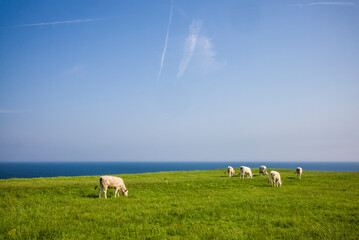Southern Sweden, Kaseberga, field with cows
