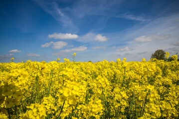 Fototapeta na wymiar Southern Sweden, Boste lage, filed with yellow flowers, springtime