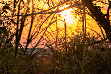 View of the sunset sky behind the grass and tree branches.