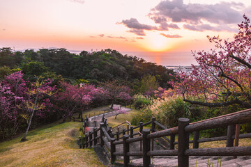 Beautiful view of the park with sakura. Cherry blossoms, Okinawa, Japan. - obrazy, fototapety, plakaty