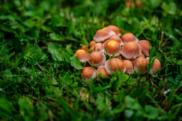Mushroom growing in the grass.
