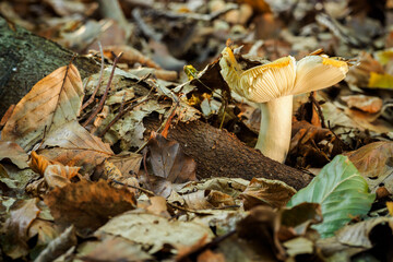 Lonely mushroom in the forest in the leaves.