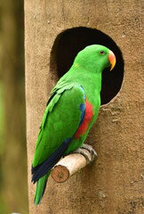 Male Eclectus roratus, The eclectus parrot relaxing in his nest in the conservation forest