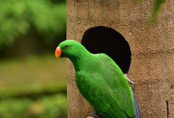 Male Eclectus roratus, The eclectus parrot relaxing in his nest in the conservation forest