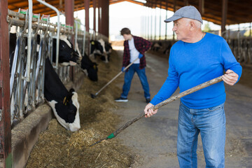 Fototapeta na wymiar Mature male farmer who is feeding beasts at the cow farm