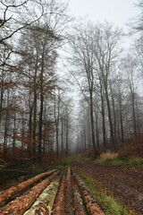 Aufgestapelte gefällte Holzstämme mit Bäumen im herbstlichen Nebel-Wald