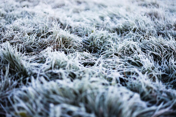 Icy Grass, London, England