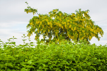 Fototapeta premium Sweden, Scania, Arild, tree, springtime