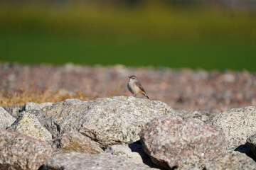 Rock Wren